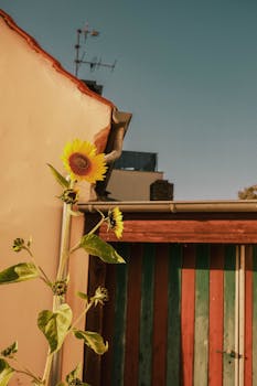 A sunflower stands tall beside a colorful shed under a clear blue sky in Werder, Germany.