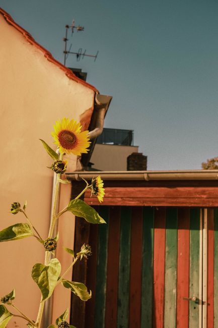 A sunflower stands tall beside a colorful shed under a clear blue sky in Werder, Germany.
