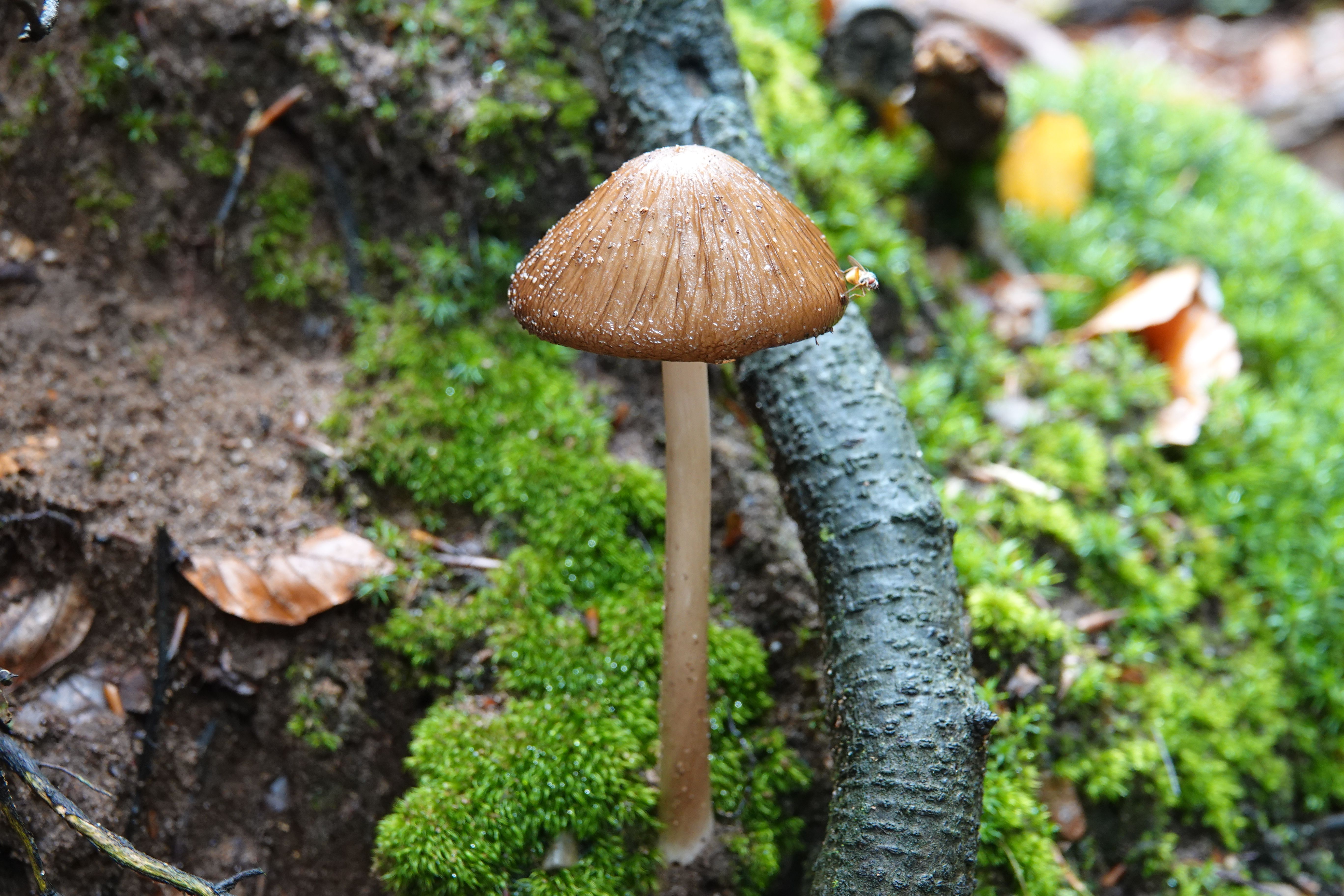A detailed view of a mushroom in the forest of Elspeet, Netherlands.