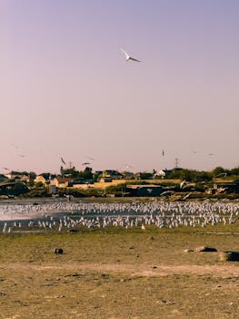 在柔和的日落天空下，海鸥聚集于沿海海岸线