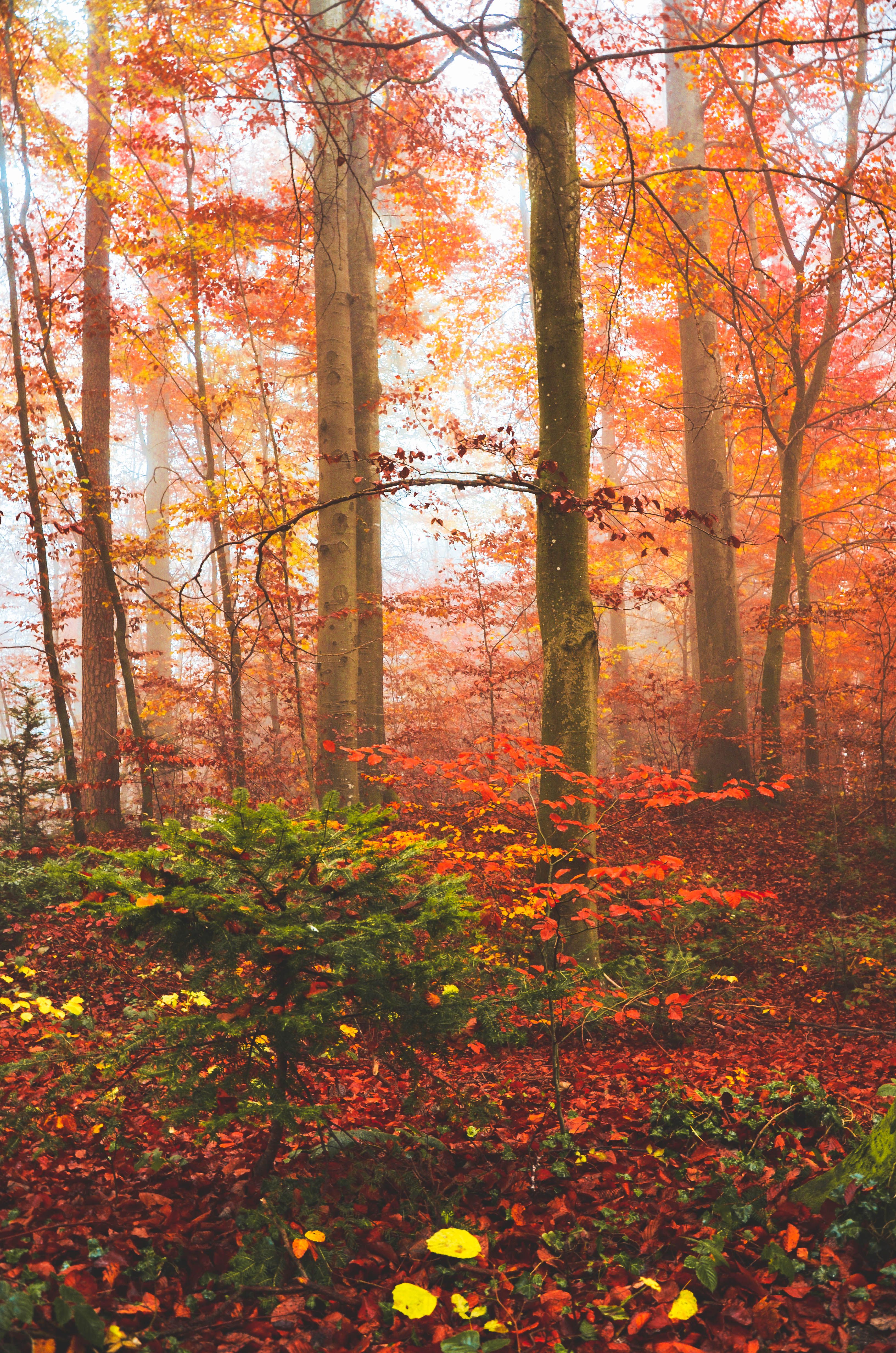 Enchanting Autumn Forest with Vibrant Foliage · Free Stock Photo