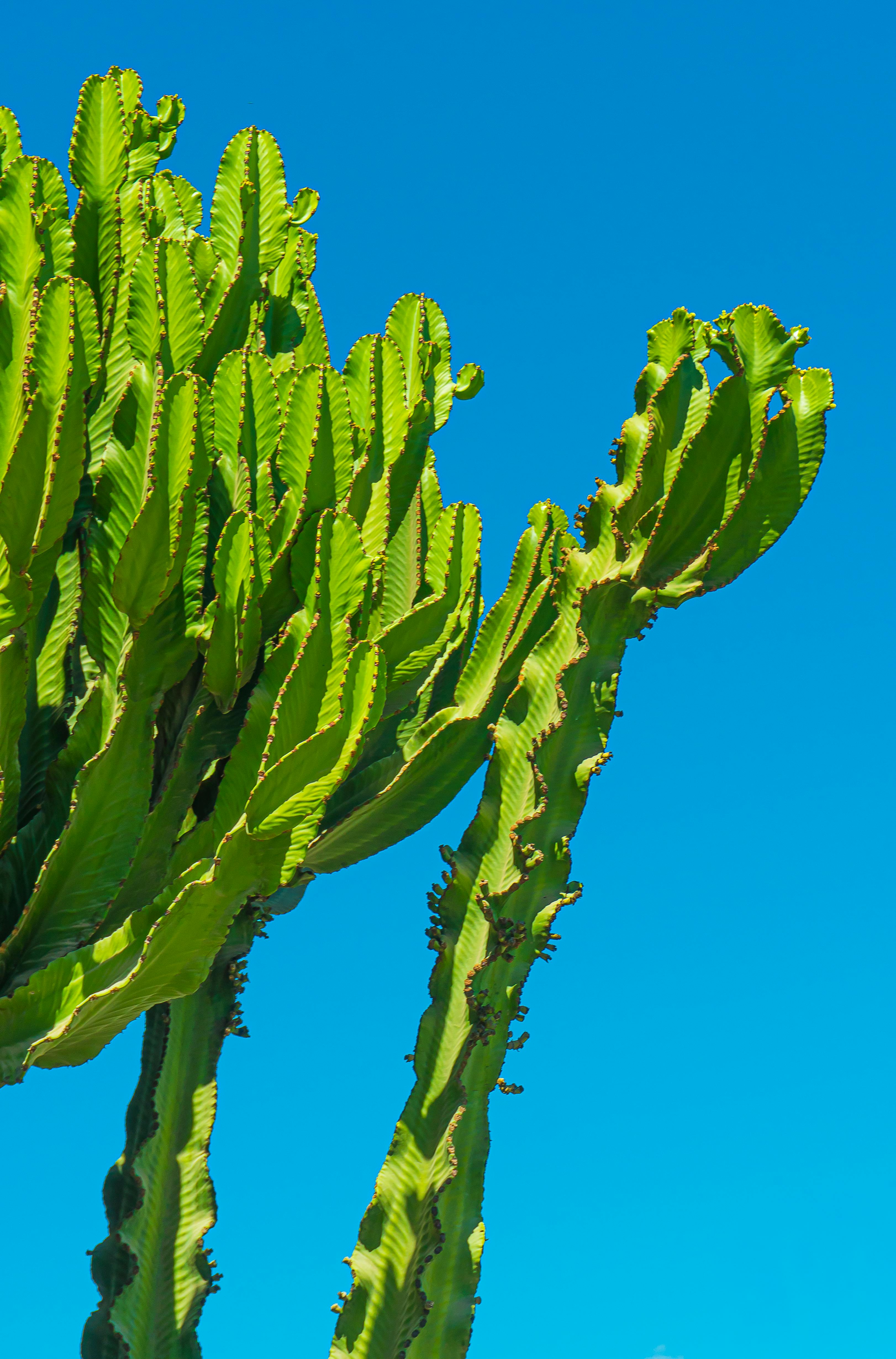 鲜艳的绿色仙人掌与清澈的蓝天形成鲜明对比，展现了大自然鲜艳的色彩