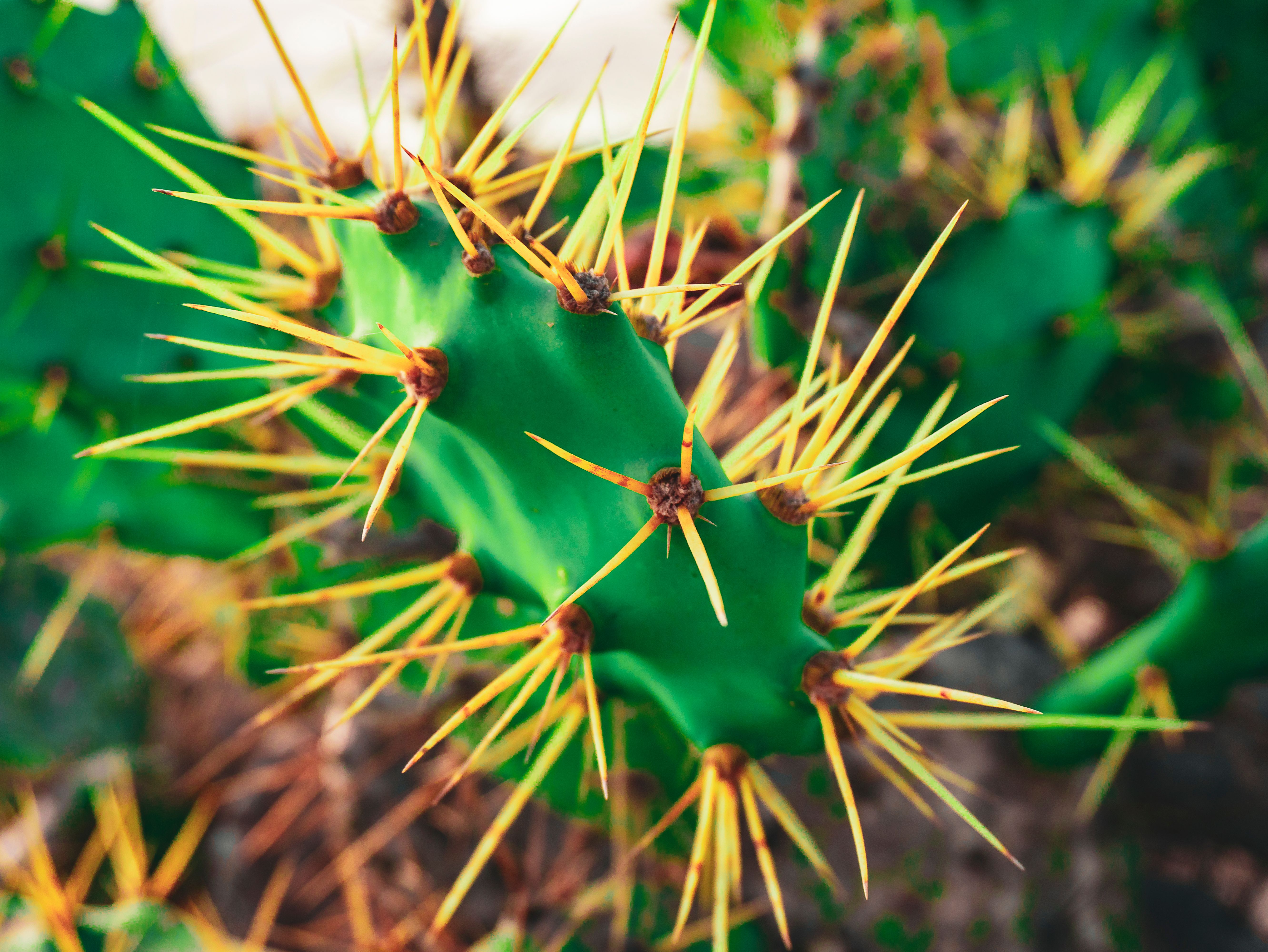 Close-up of Spiky Green Cactus in Natural Habitat · Free Stock Photo