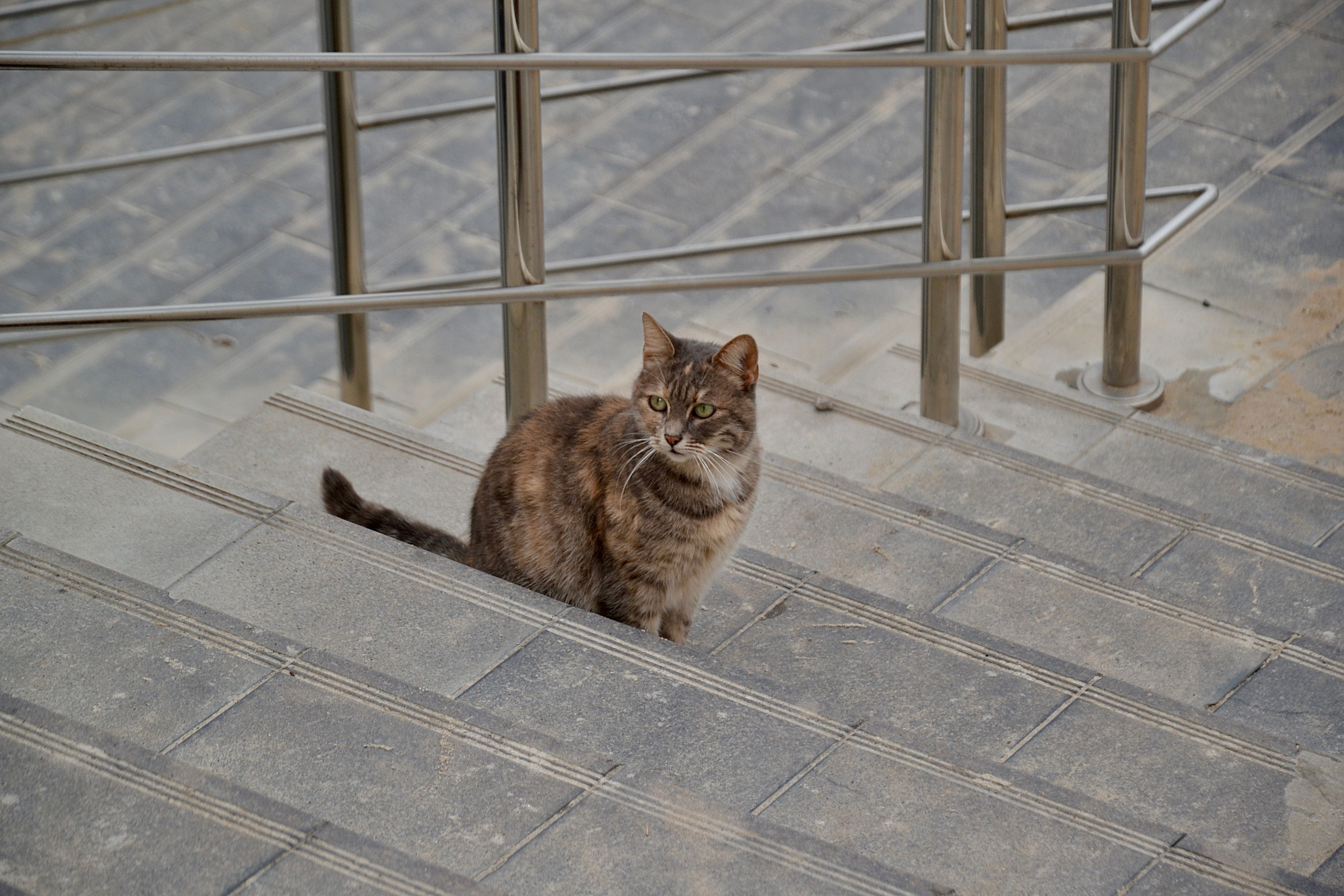 にゃんとも可愛い！梨花洞の隠れた猫階段を発見🐾