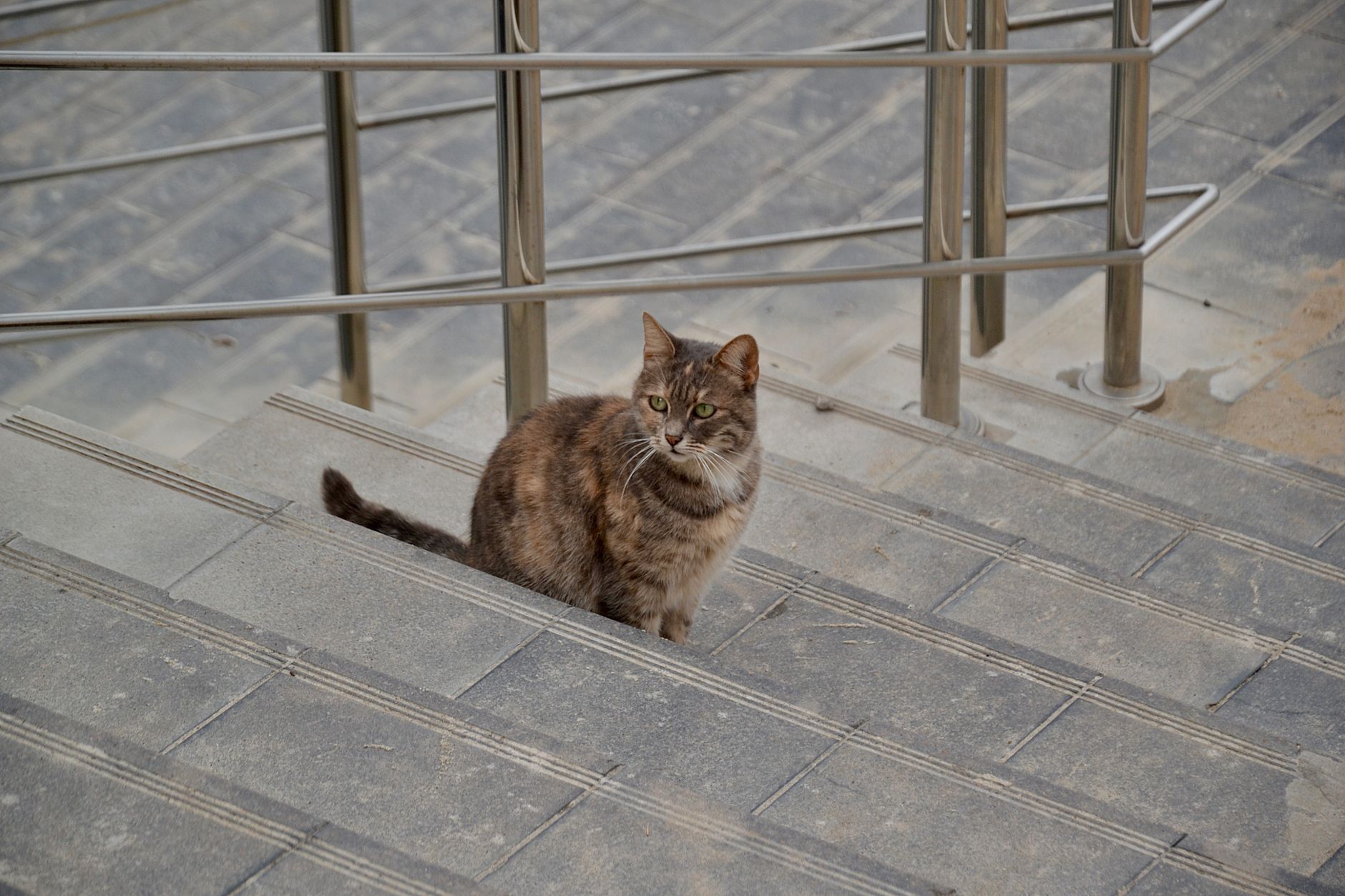 Veterinary care for a cat