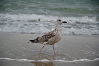 一只羽毛有斑点的海鸥优雅地行走在海边的沙滩上