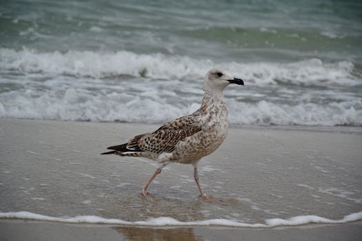 一只羽毛有斑点的海鸥优雅地行走在海边的沙滩上