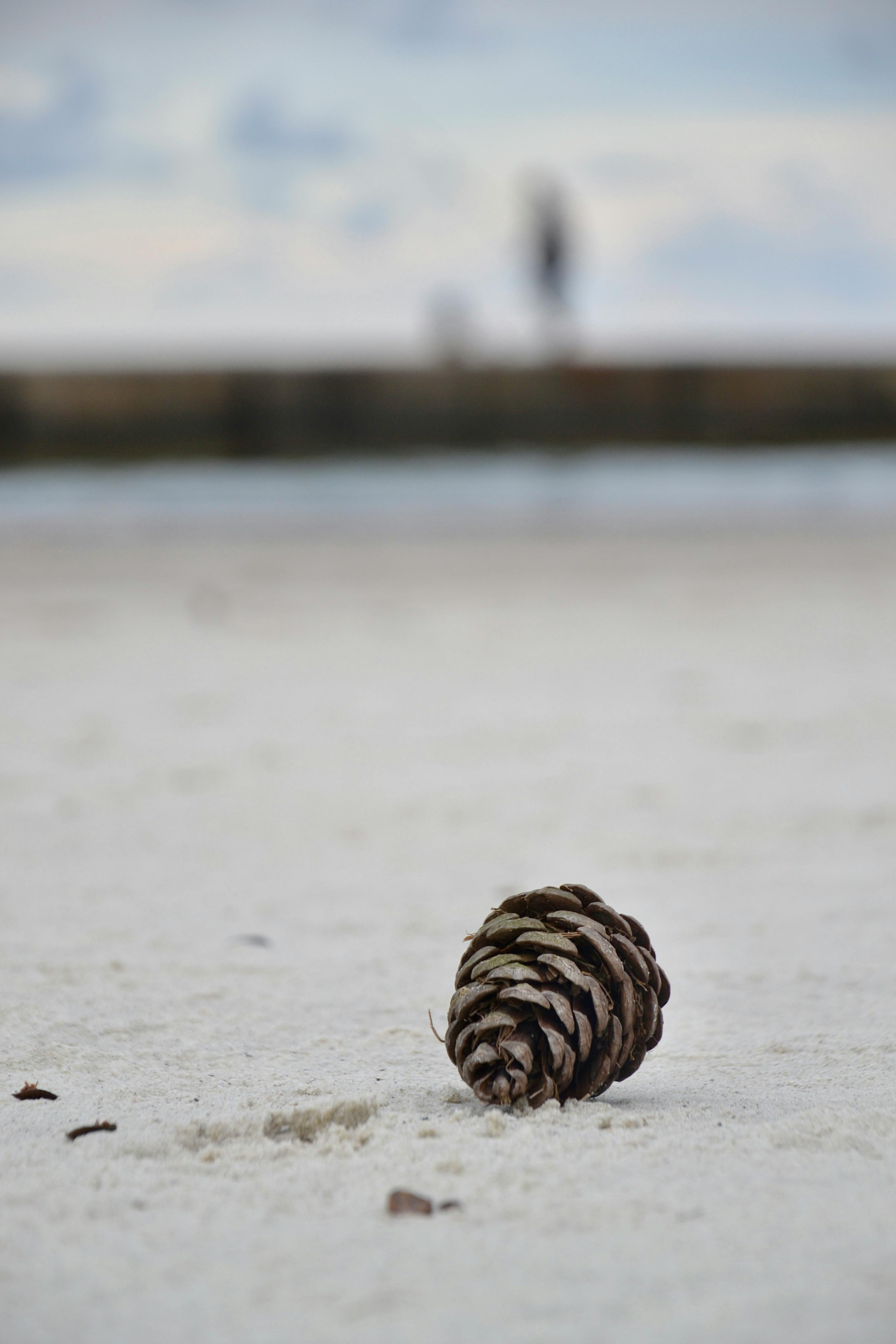 一个孤独的松果躺在沙滩上，背景中有一个模糊的人影在行走