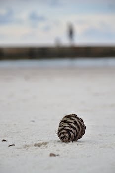 一个孤独的松果躺在沙滩上，背景中有一个模糊的人影在行走