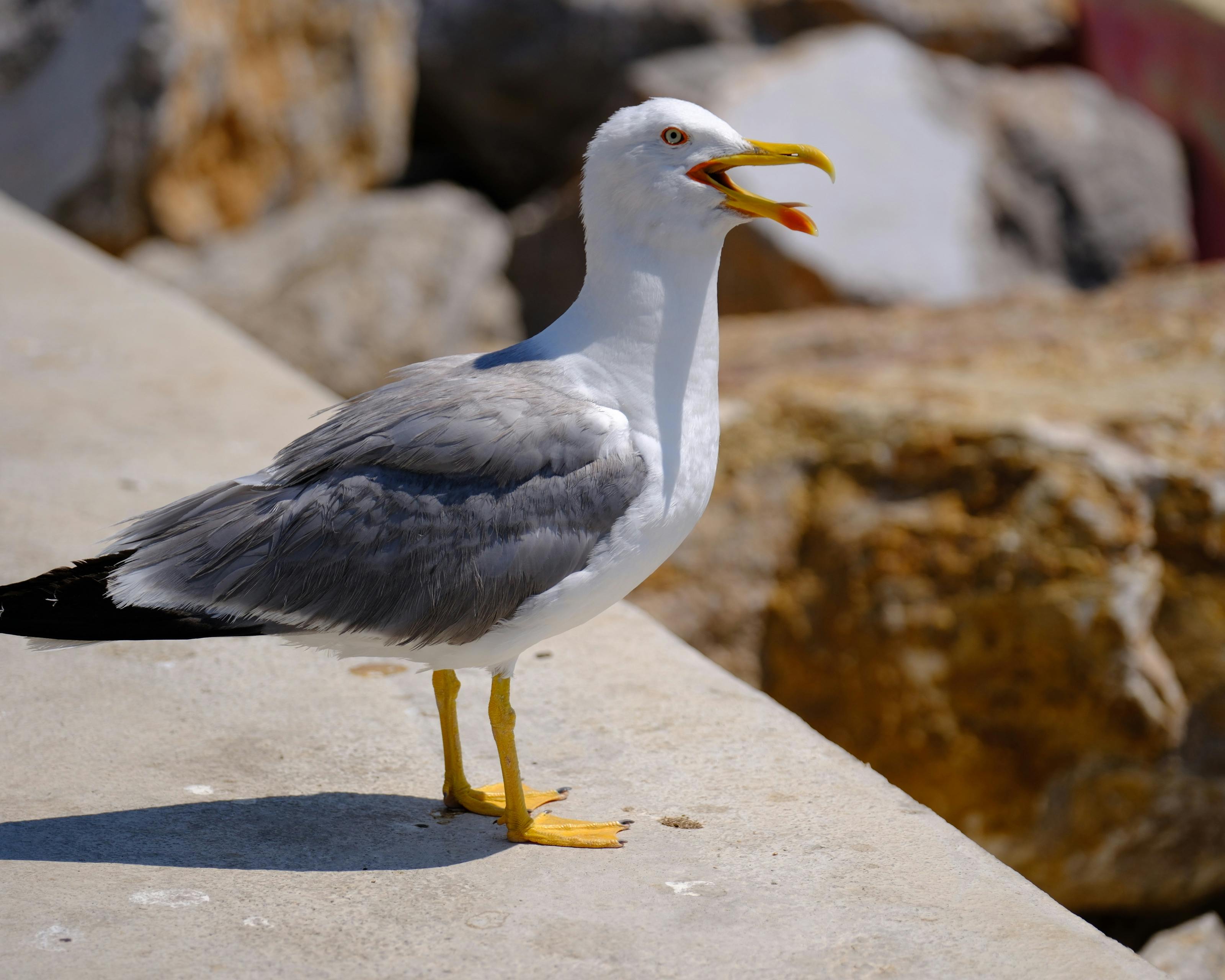 一只海鸥站在海岸岩石附近的混凝土表面上