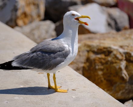 一只海鸥站在海岸岩石附近的混凝土表面上
