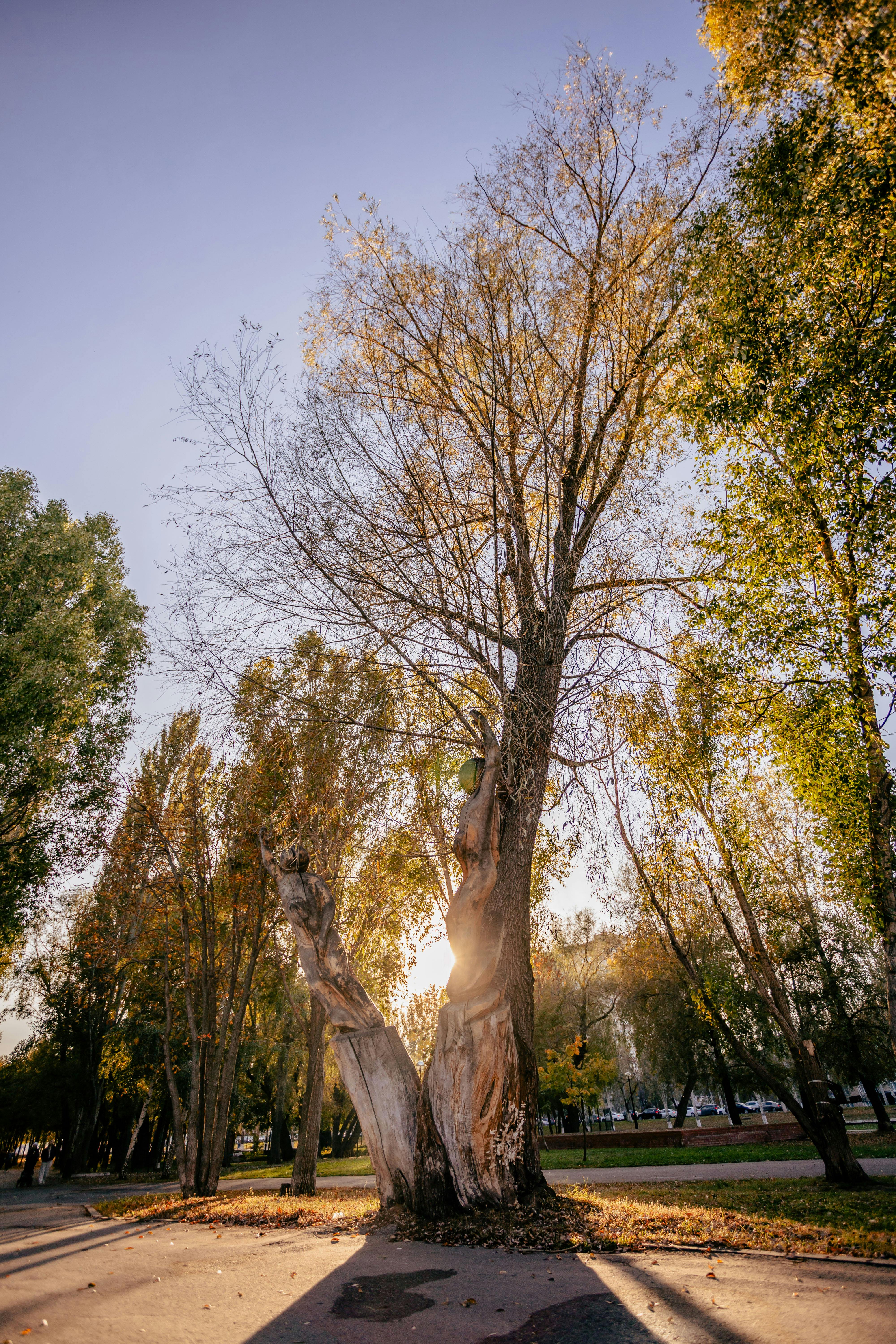 阳光透过秋天的树木，在宁静的公园场景中投下阴影