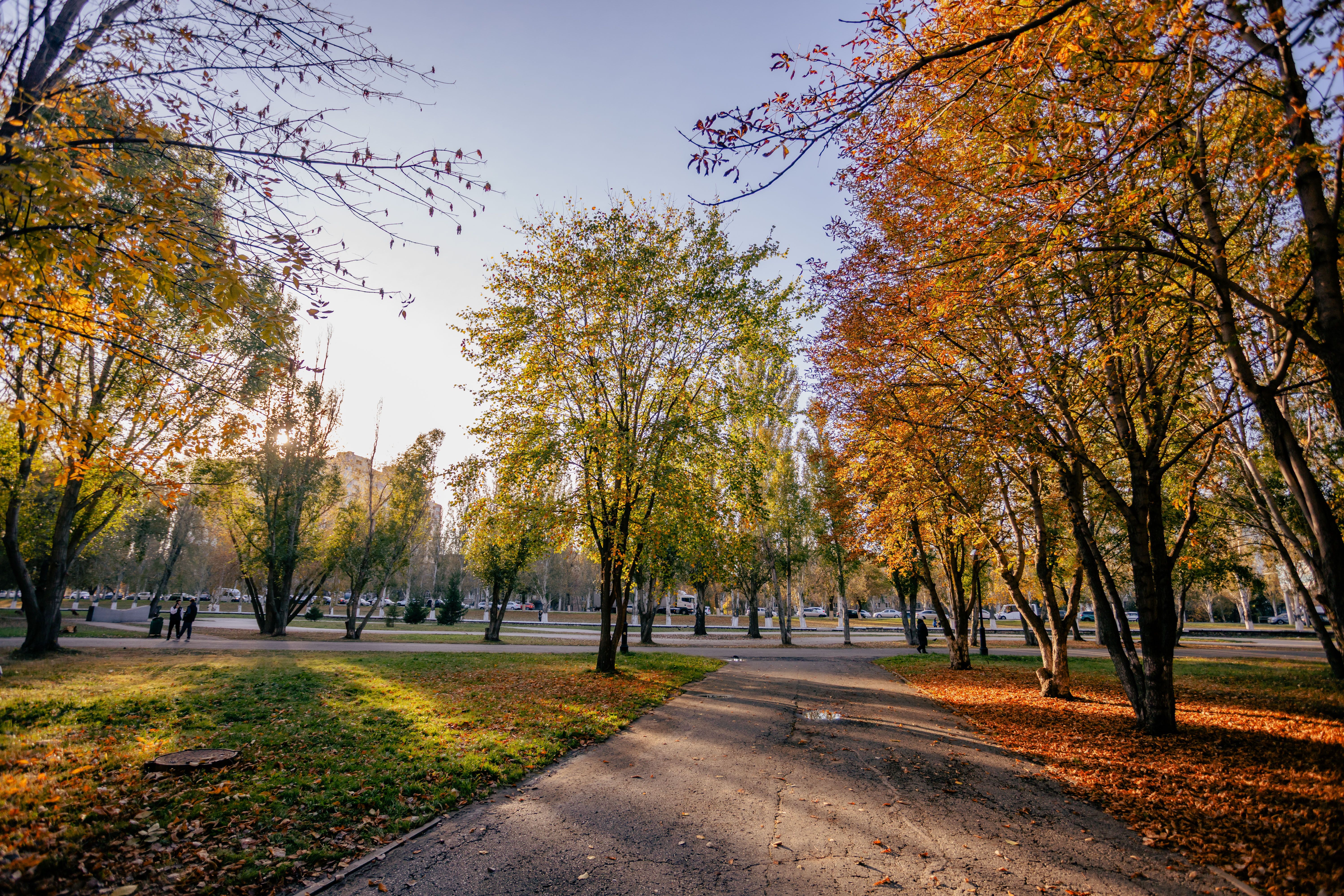 Scenic Autumn Pathway in a Sunlit Park · Free Stock Photo