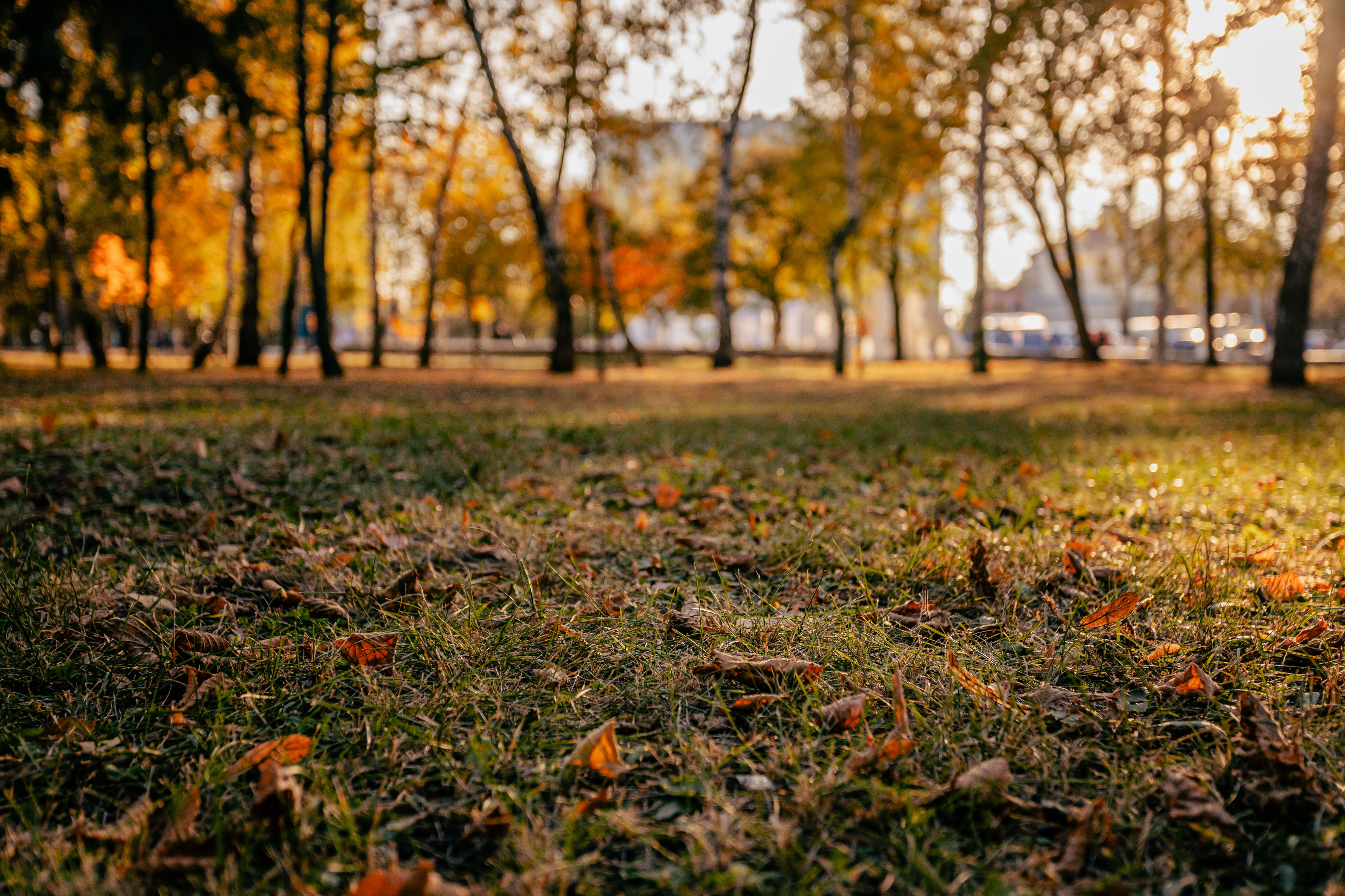 Golden Autumn Leaves in a Peaceful Park Setting · Free Stock Photo