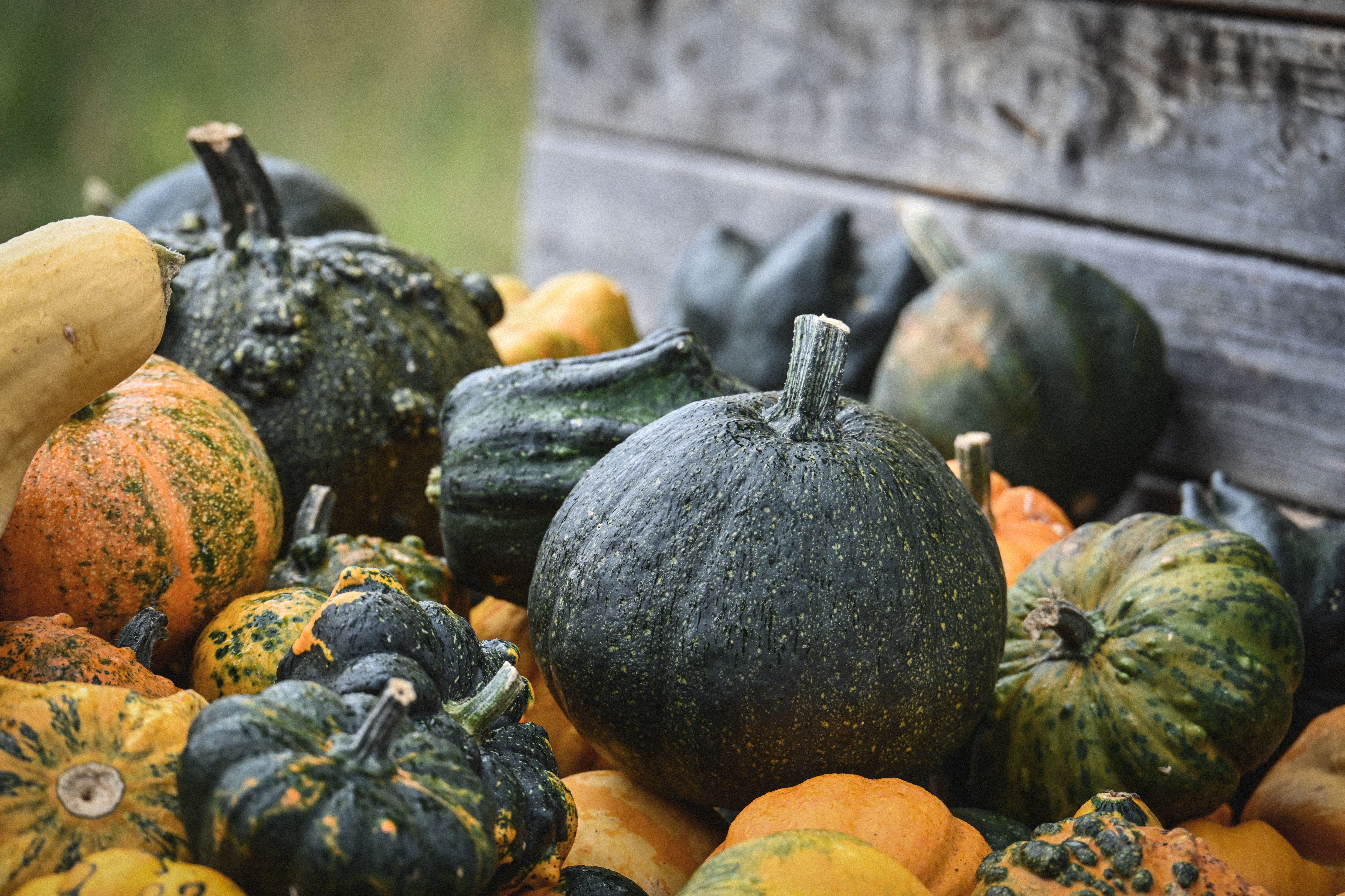 Rustic Autumn Harvest of Colorful Gourds · Free Stock Photo
