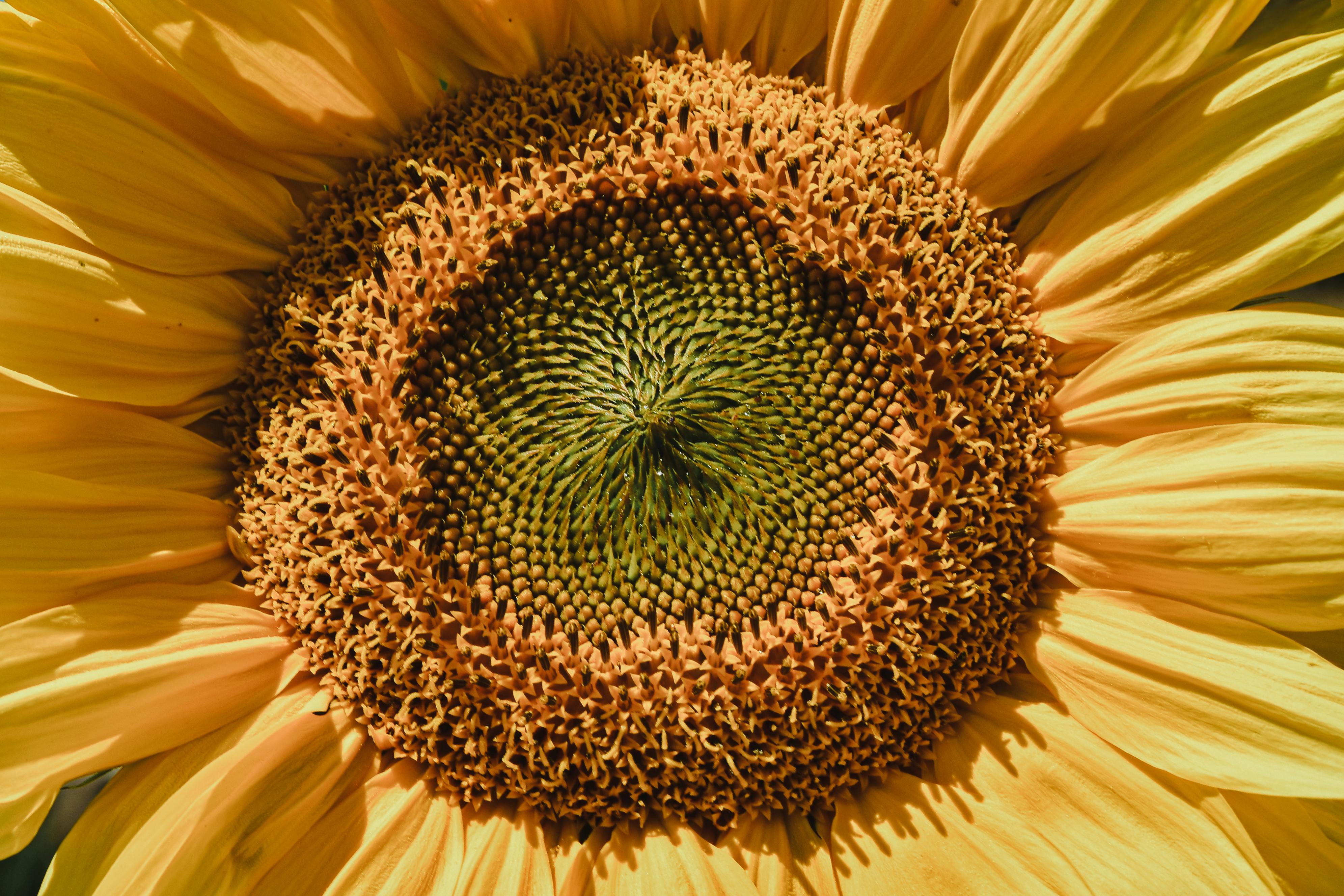 Detailed close-up of a sunflower showcasing its vibrant yellow petals and intricate center pattern.