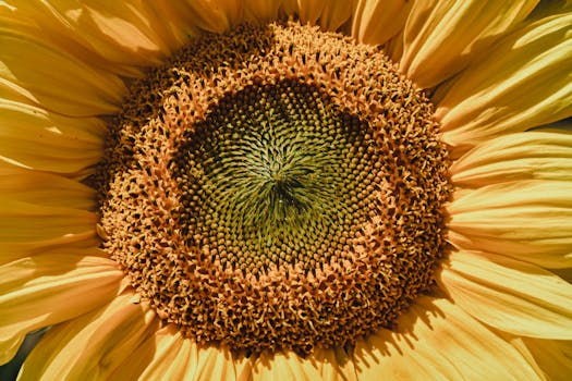 Detailed close-up of a sunflower showcasing its vibrant yellow petals and intricate center pattern.