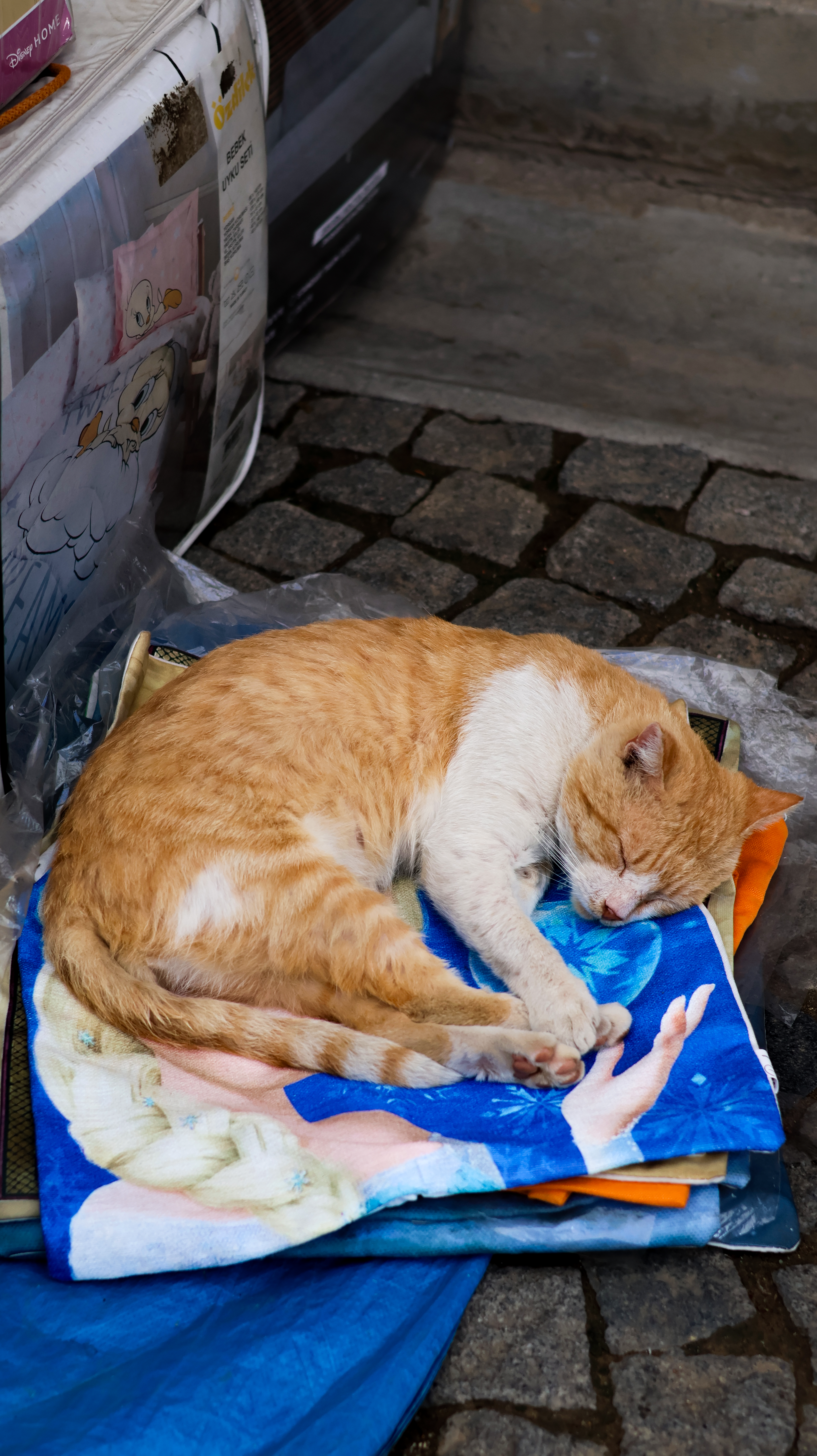 Sleeping Ginger Cat on Colorful Blanket Outdoors · Free Stock Photo
