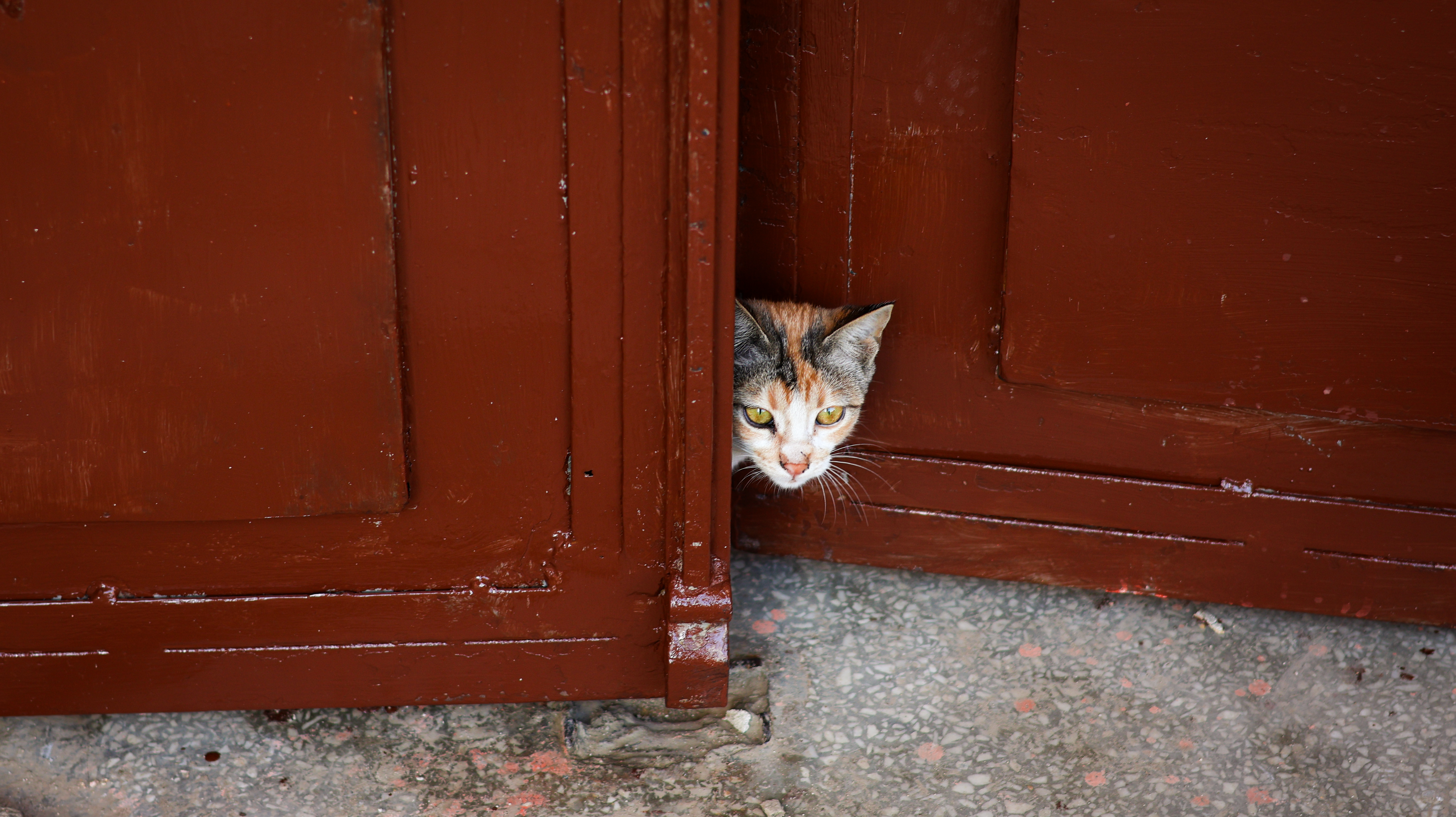 Curiosity Opens Doors You Didn't Expect