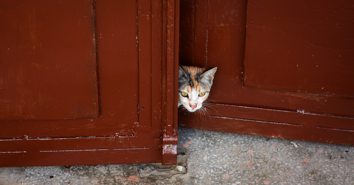 Curiosity Opens Doors You Didn't Expect