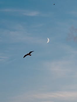 一只海鸥在明亮的蓝天下翱翔，捕捉到了大自然中宁静的时刻