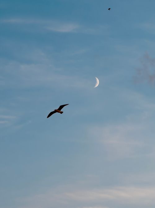 Free A seagull soars under a crescent moon in a bright blue sky, capturing a serene moment in nature. Stock Photo