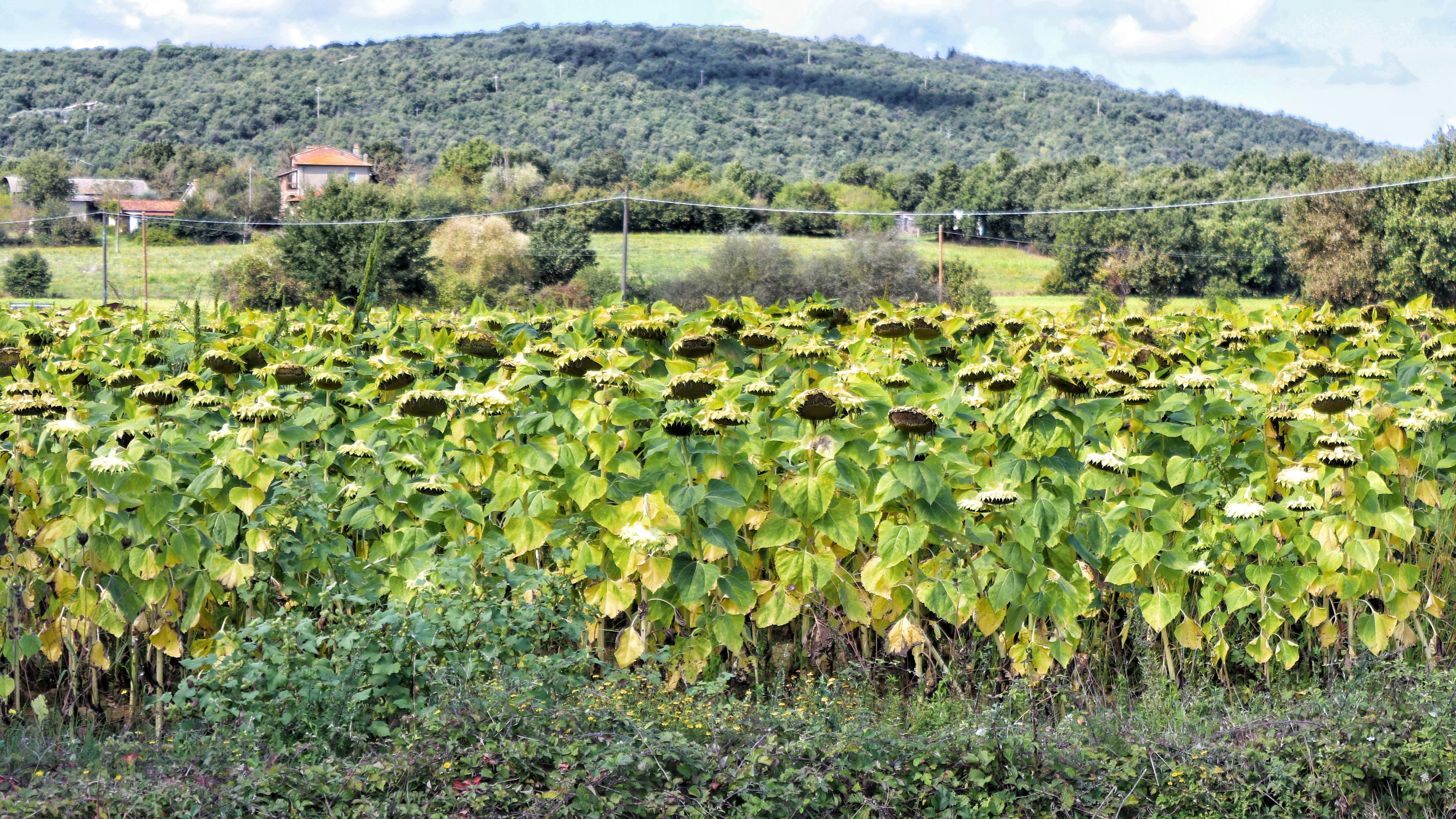 防癌教授分享無毒生活秘訣：挑鍋與買菜全攻略