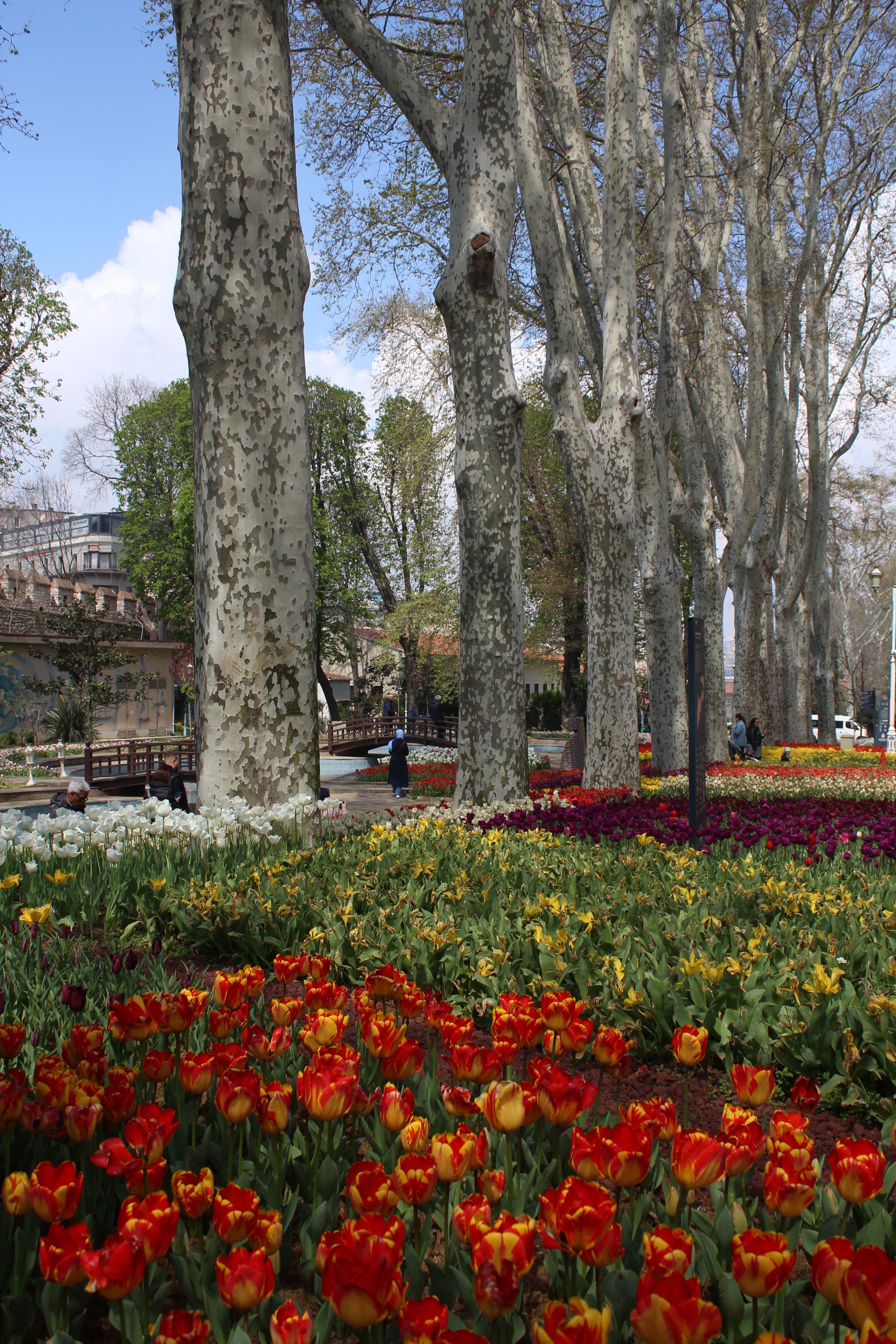 Vibrant tulips bloom under tall trees in a serene park scene depicting the beauty of spring.