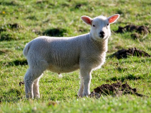 Free Charming lamb enjoying a bright day in Pateley Bridge, Yorkshire, surrounded by lush green grass. Stock Photo