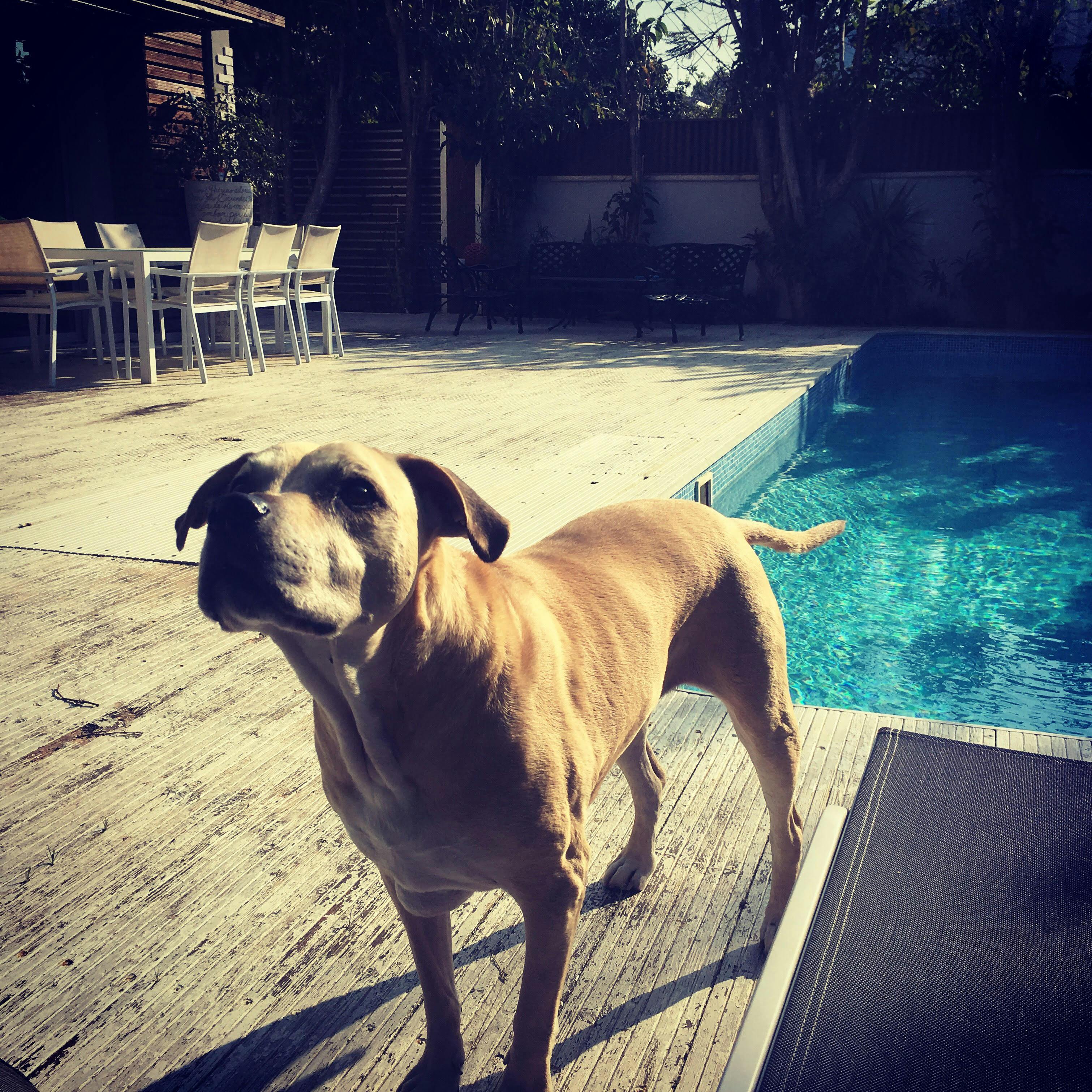 かわいい動物 スイミングプール デッキの無料の写真素材