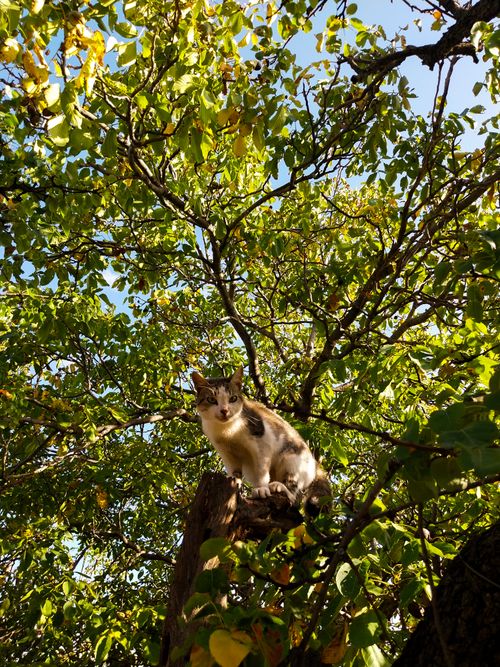 Free A curious cat sits on a tree branch amidst lush green foliage on a sunny day. Stock Photo