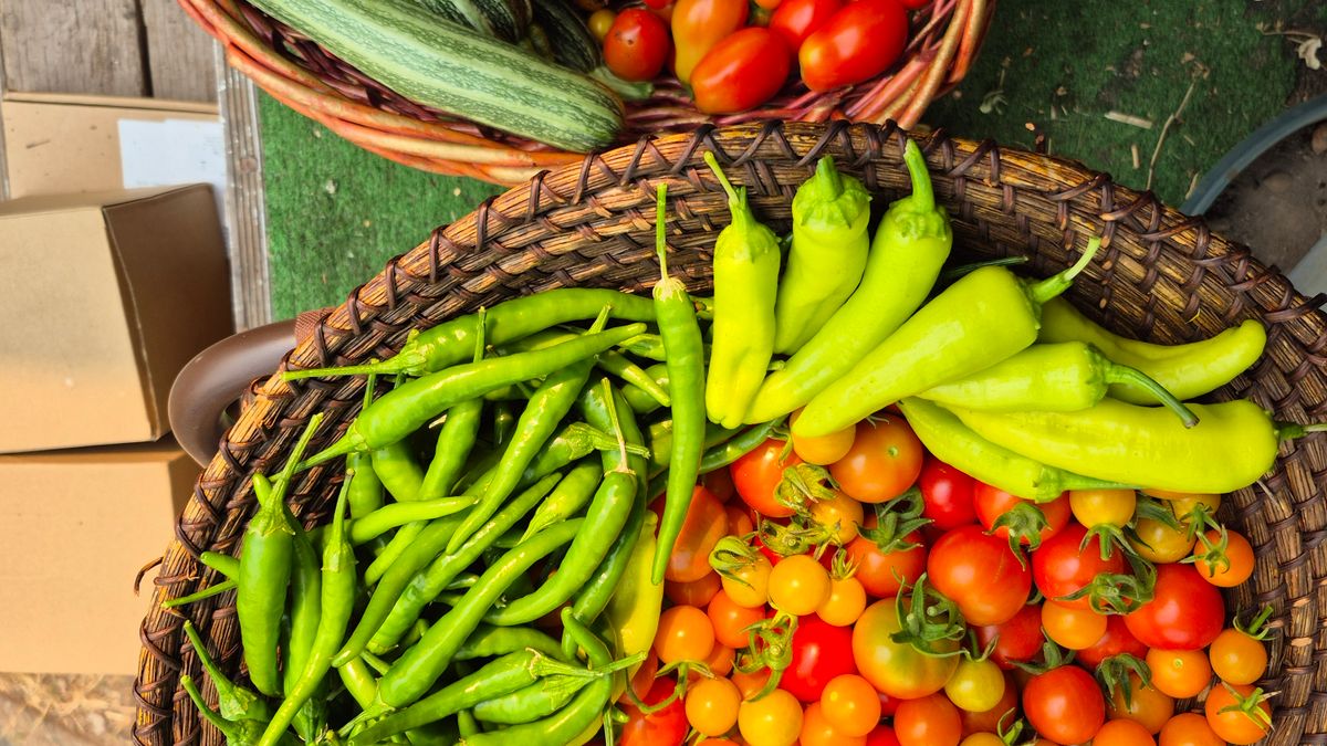 Récolter et conserver les courgettes tomates haricots juillet - illustration