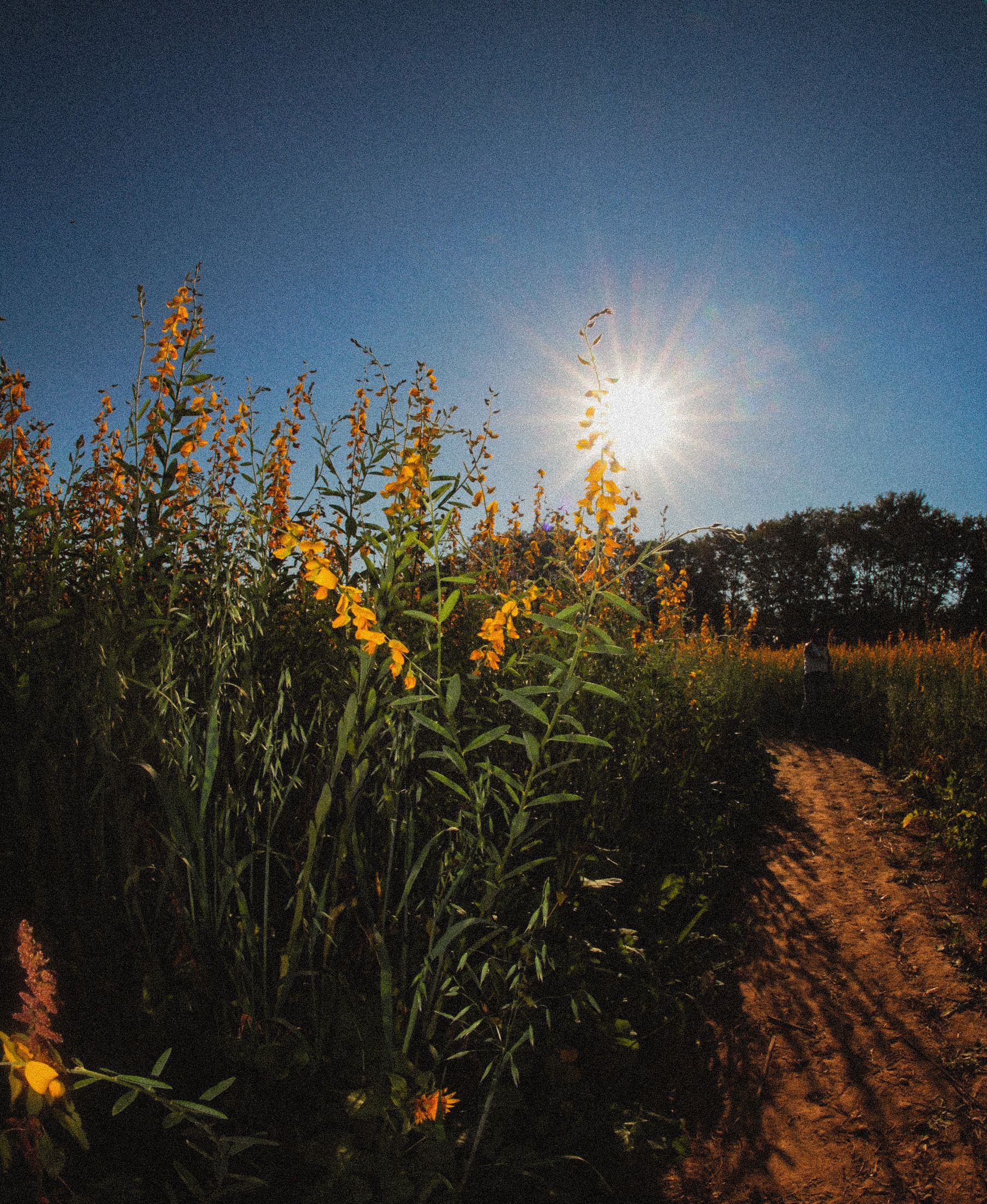 Vibrant Summer Field with Sunlit Wildflowers · Free Stock Photo