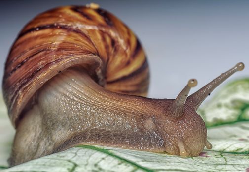 Free stock photo of achatina, achatinidae, achatinoidea
