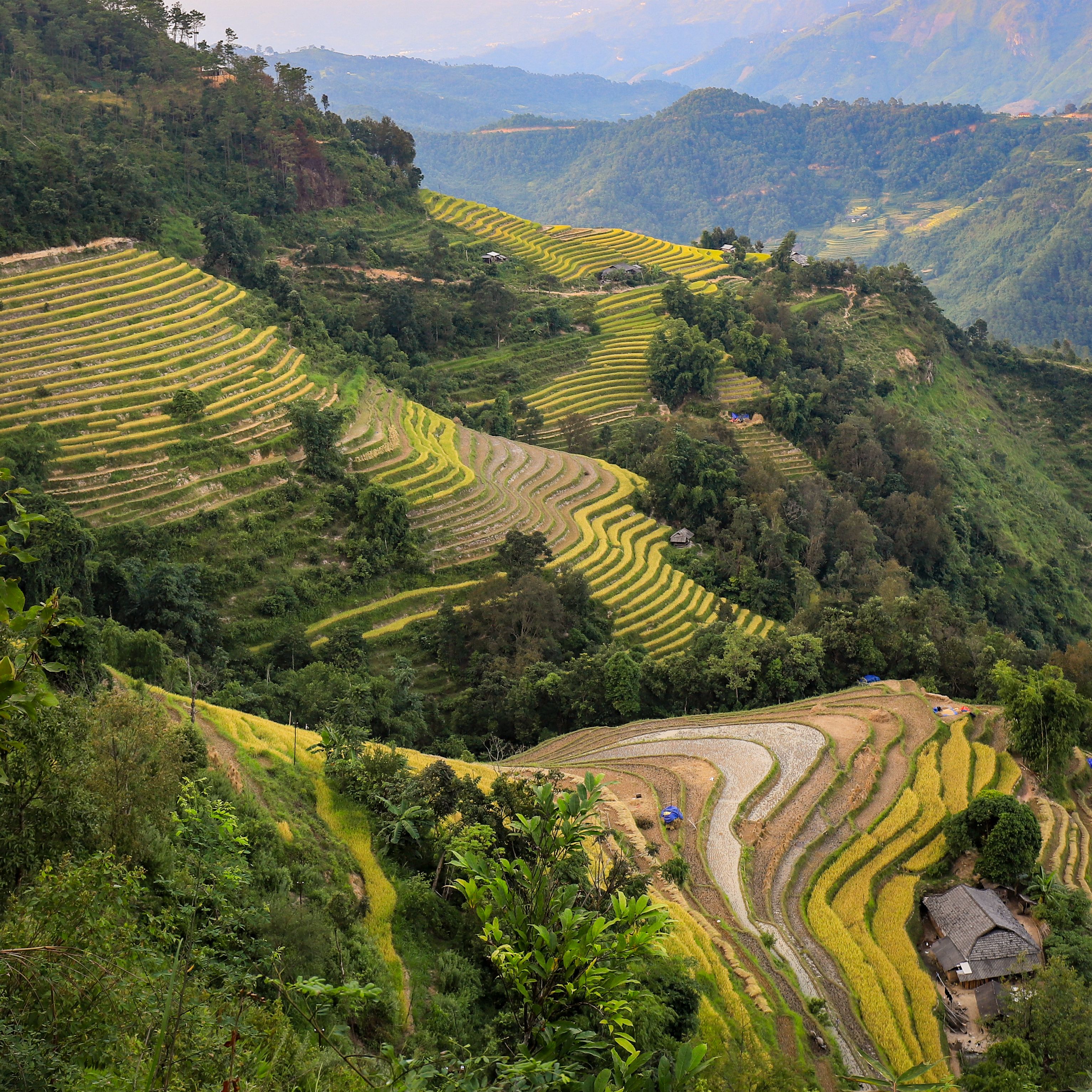 Stunning Rice Terraces in Hà Giang, Vietnam · Free Stock Photo