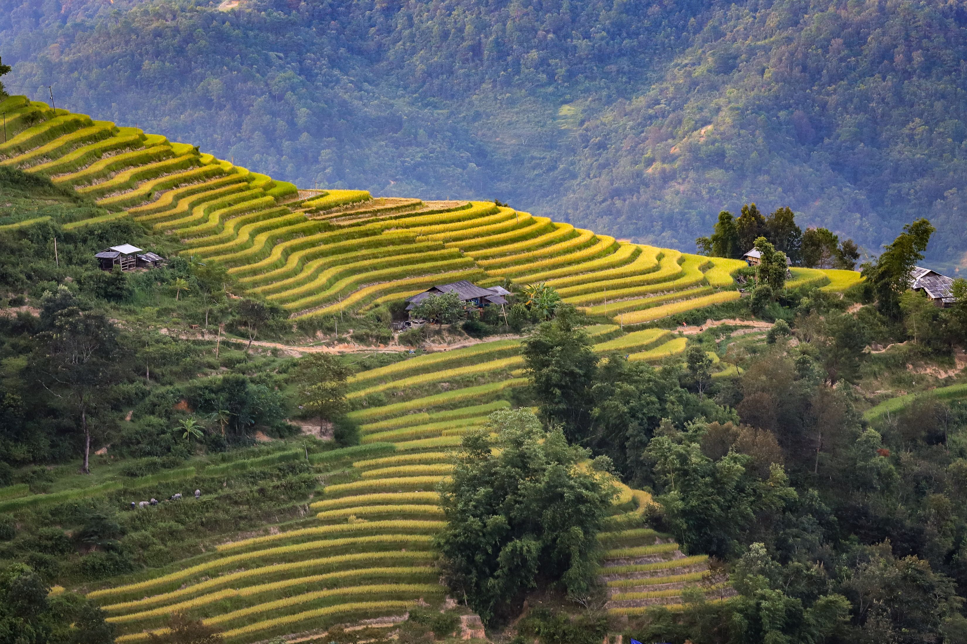 Scenic Rice Terraces in Hà Giang, Vietnam · Free Stock Photo