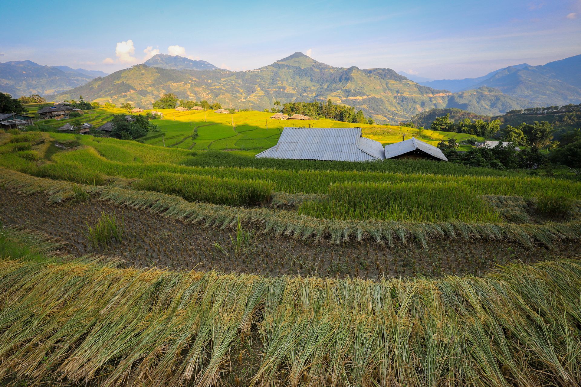 Hoang Su Phi terraced fields, Ha Giang, Vietnam in the ripe rice season