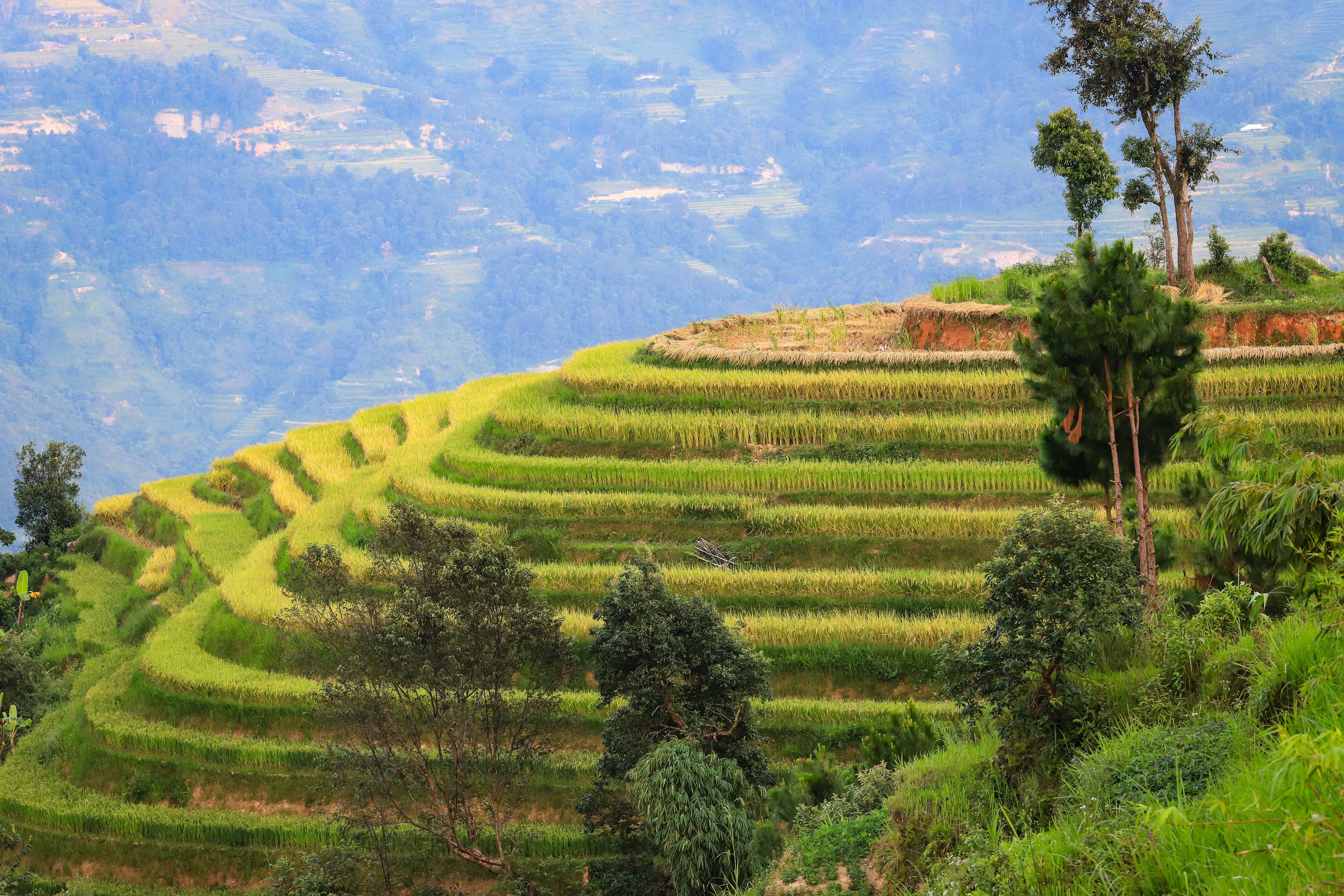 Scenic Rice Terraces in Hà Giang, Vietnam · Free Stock Photo