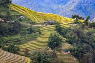 越南河江黄苏披的梯田，在美丽的季节里展示着其独特的魅力