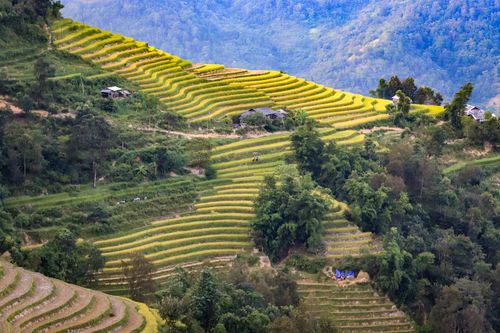 Free Aerial view of lush rice terraces in Hà Giang, showcasing vibrant agricultural beauty. Stock Photo
