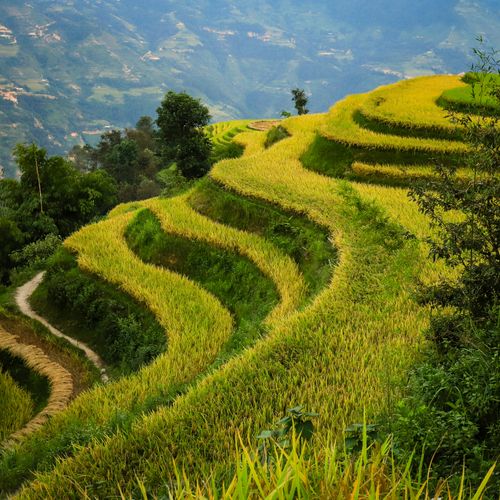Free Vibrant rice terraces in the picturesque mountains of Ha Giang, Vietnam. Stock Photo