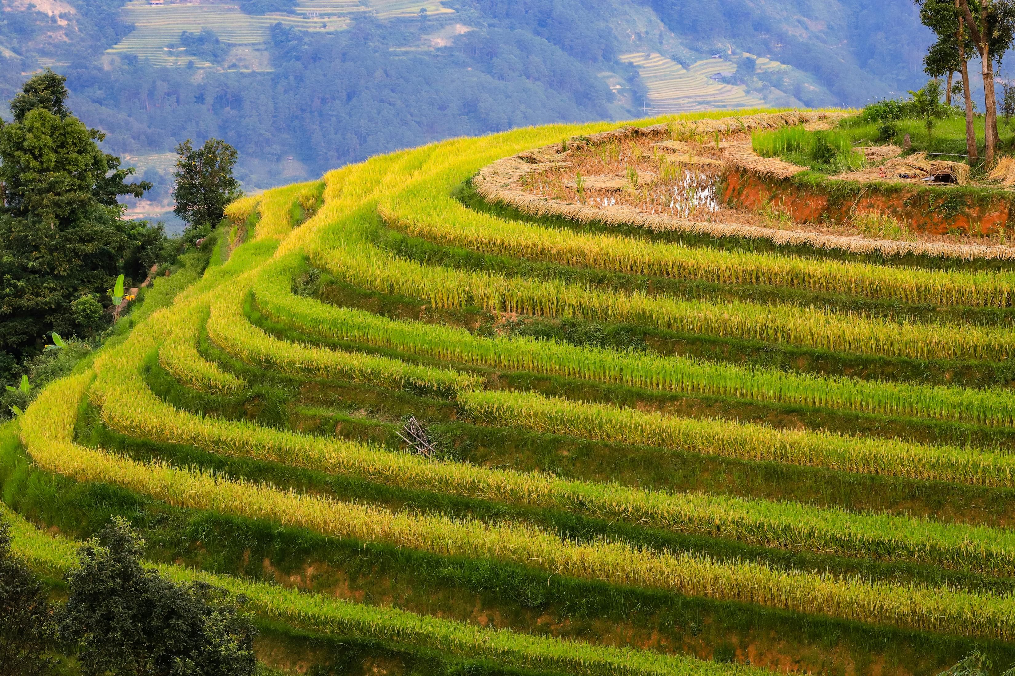Campomanesia xanthocarpa: Propagación, Manejo y Potencial Frutícola
