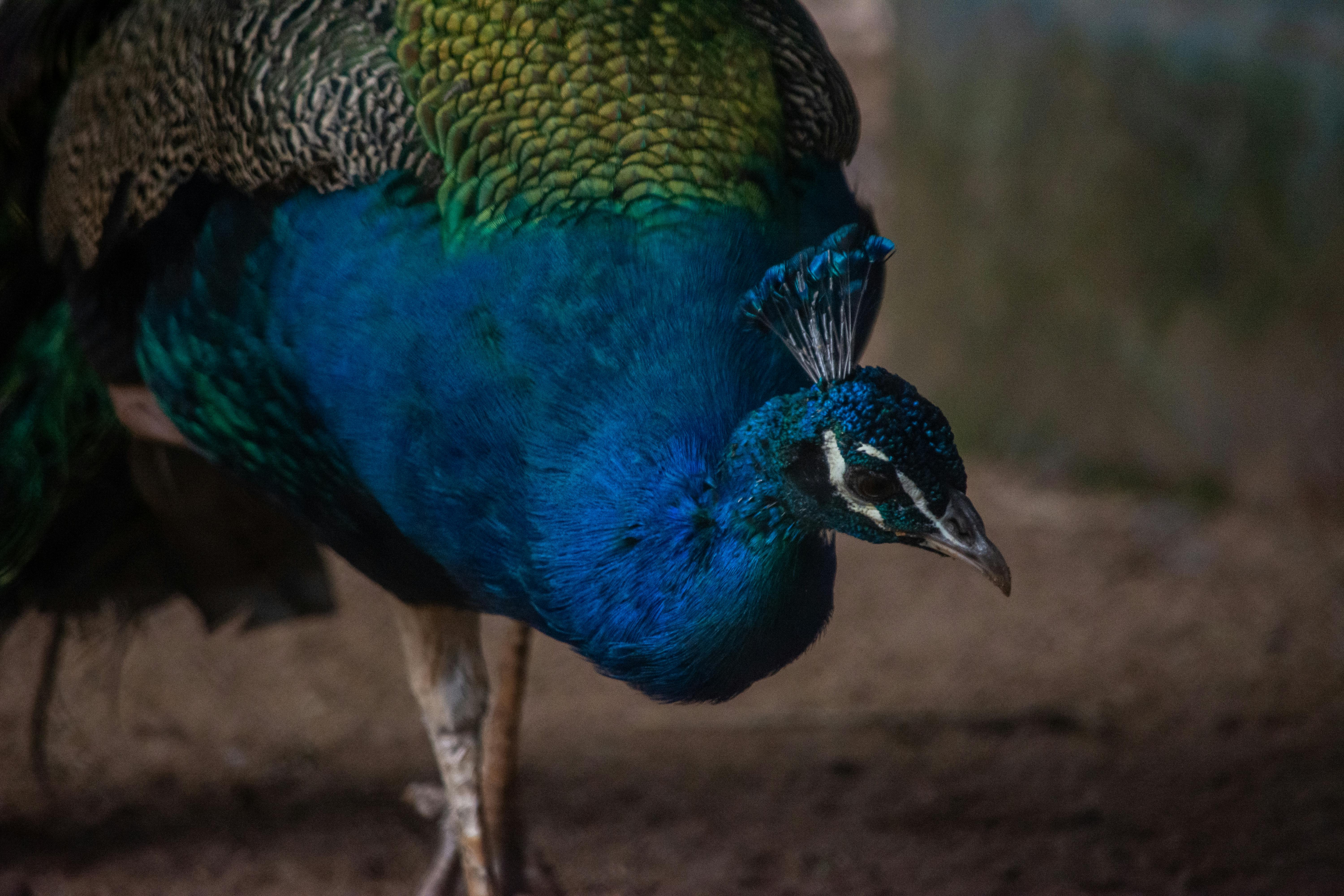 Eco-Friendly Beauty Secrets & Plant-Based Benefits