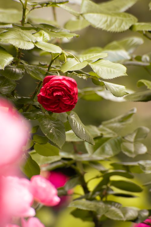 Free Close-up of a vibrant red rose in full bloom surrounded by lush green foliage. Stock Photo