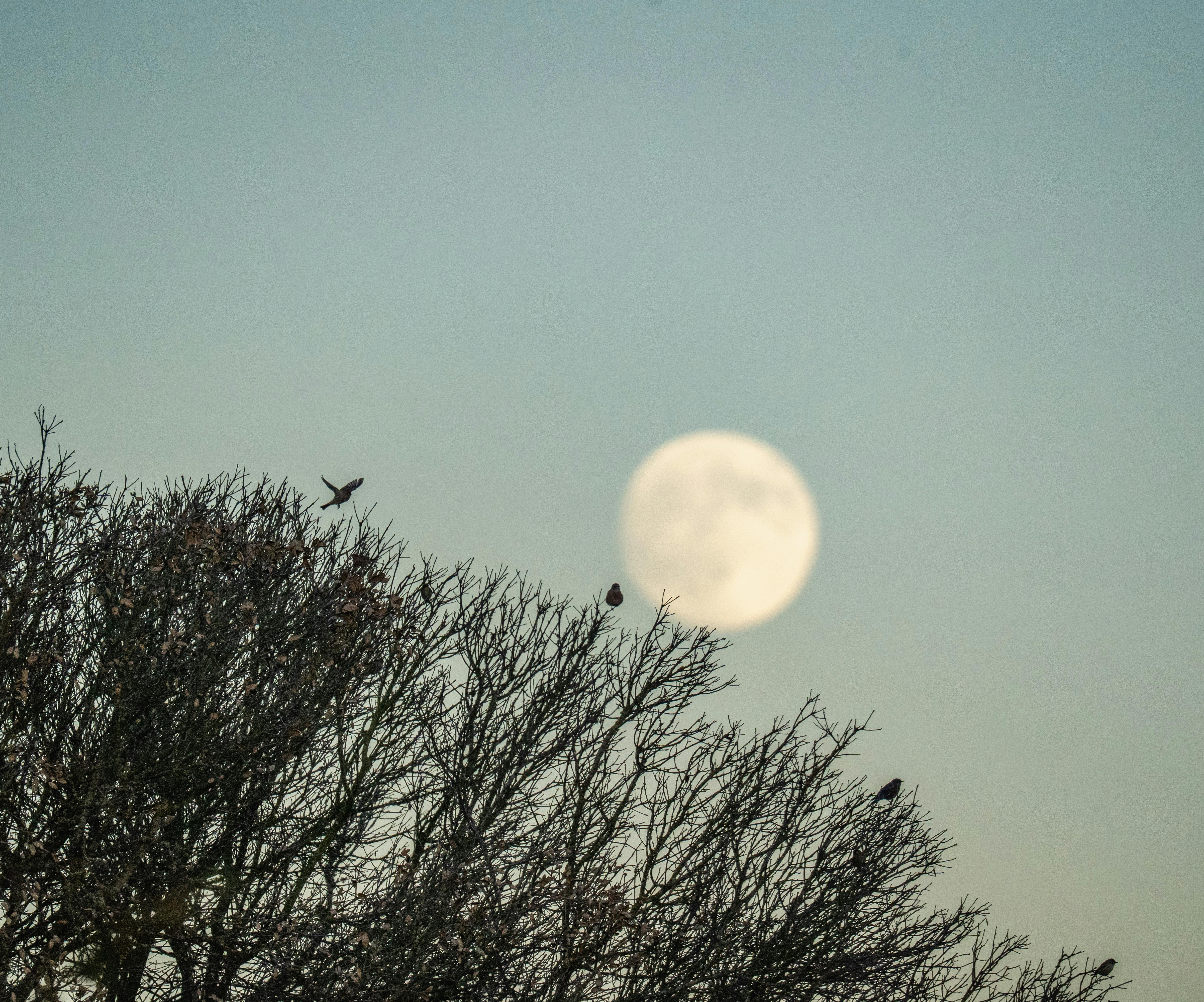 满月在光秃秃的树枝后升起，鸟儿安静地栖息