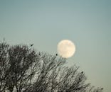 满月在光秃秃的树枝后升起，鸟儿安静地栖息