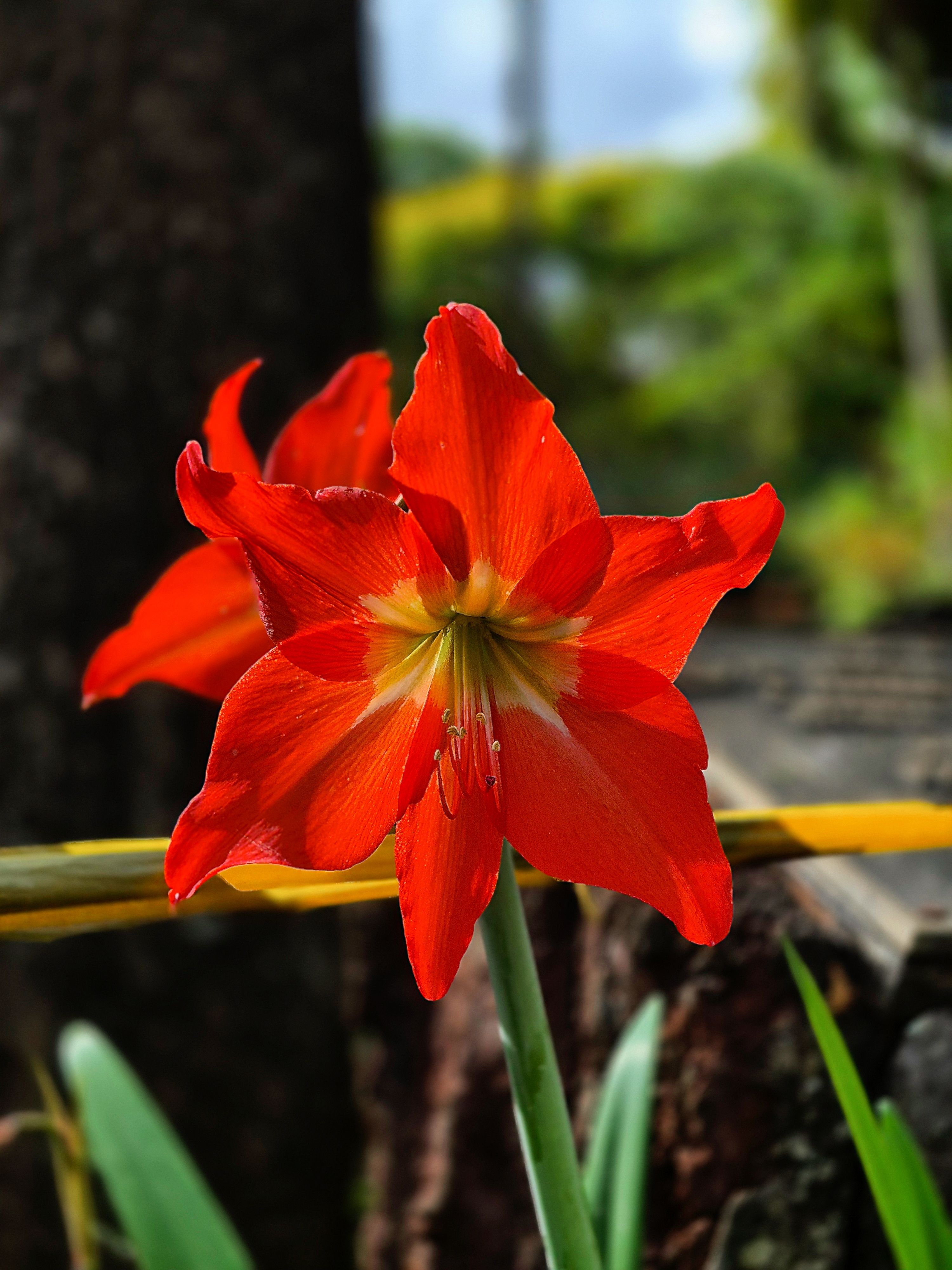 Hippeastrum Rutilum Photos, Download The BEST Free Hippeastrum Rutilum  Stock Photos & HD Images