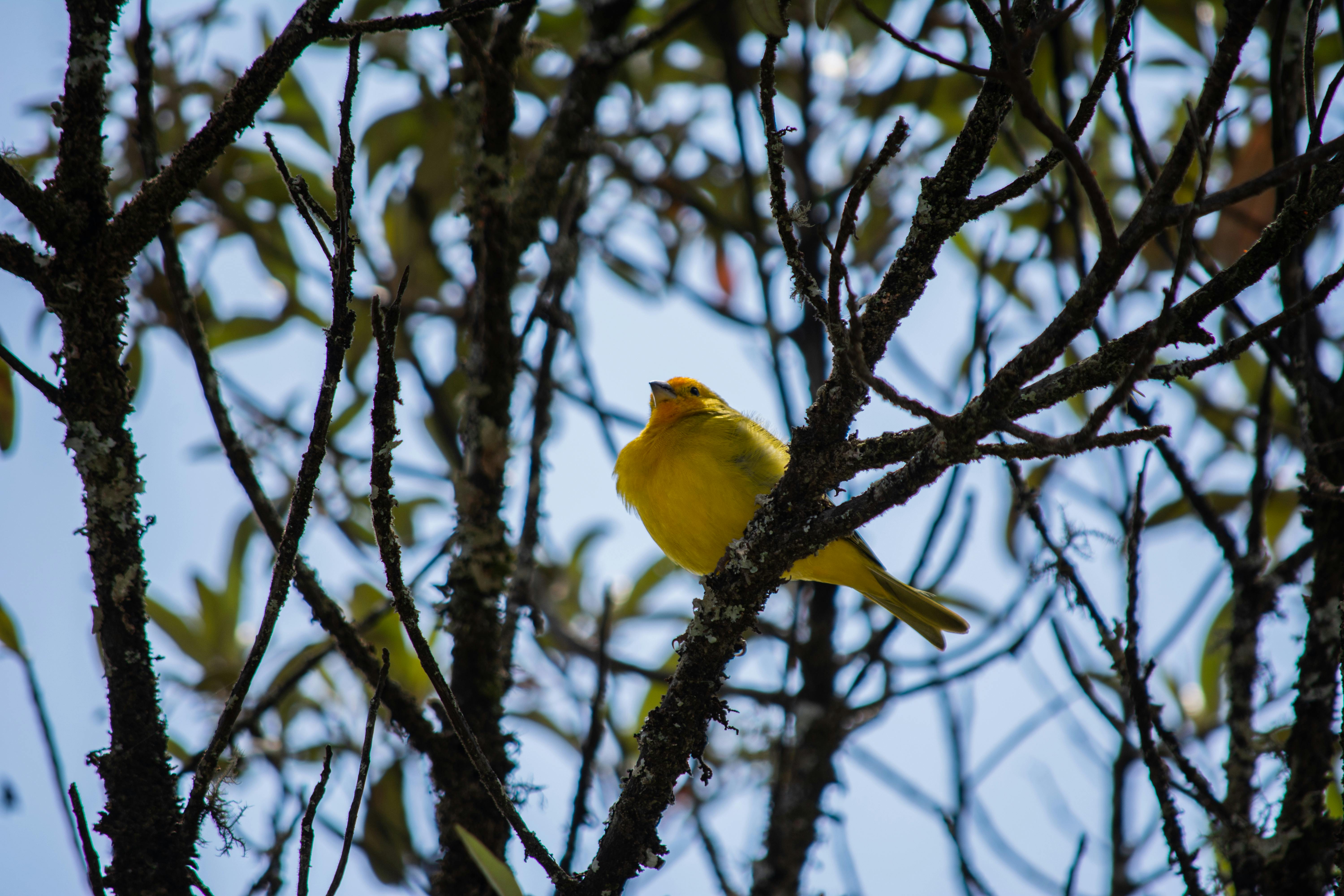 在森林中，一只充满活力的黄色鸟坐在树叶环绕的树枝上