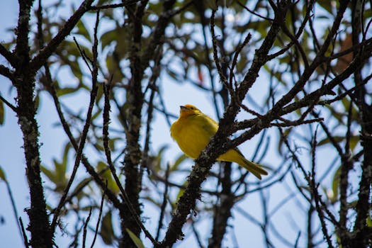 在森林中，一只充满活力的黄色鸟坐在树叶环绕的树枝上