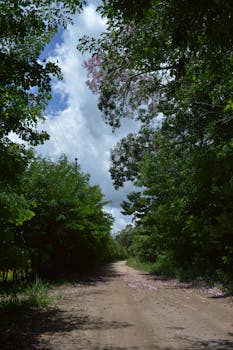 在蔚蓝的天空下，一条宁静的土路蜿蜒延伸，周围是郁郁葱葱的绿树，它们为这片土地带来了生机与活力